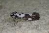 Ethmia quadrillella